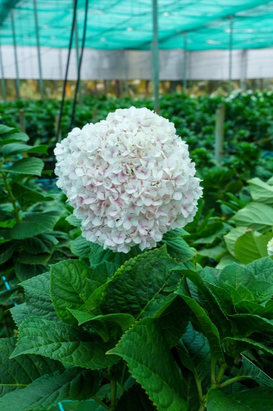 Hydrangea blooms